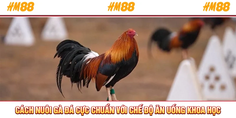 Cách nuôi gà đá cực chuẩn với chế độ ăn uống khoa học